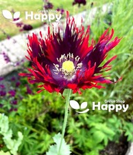 POPPY PEONY DRAMA QUEEN - 500 SEEDS - Papaver Paeoniflorum - HUGE DOUBLE FLOWER