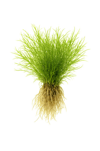 Bunched plants guppy - 5x,