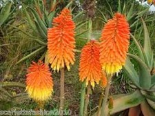 Kniphofia tysonii Red Hot