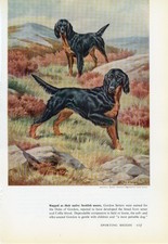 GORDON SETTER OLD 1958 DOG ART