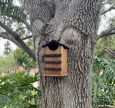 Cedar Squirrel House Barn Owl