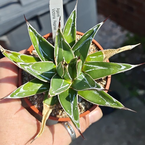 Agave victoriae reginae - agave, victoriae-reginae
