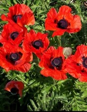 oriental Poppy Seed 🐝 fresh