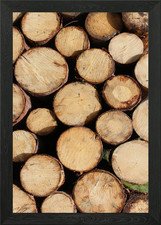 Wooden cut tree trunk Framed