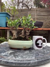 Ficus Microcarpa - Banyan Fig
