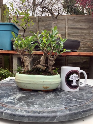 Ficus microcarpa banyan - microcarpa,