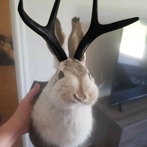 Wall mounted rabbit taxidermy - rabbit,