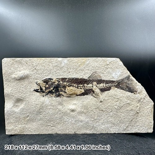 Impressive fossil fish - impressive,