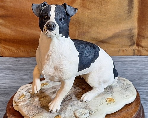 Border fine arts jack - jack, russell