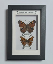 Taxidermy Real Framed Insects