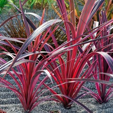 Tropical Plant, Cordyline Pink