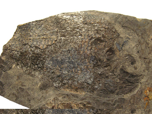 Permian fish fossil - , muse