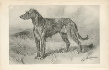IRISH WOLFHOUND RARE 1893 ANTIQUE DOG ART PRINT BY ARTHUR WARDLE