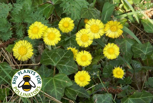 Coltsfoot yellow perennial - yellow,
