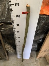 Blackthorn SHANK WALKING STICK