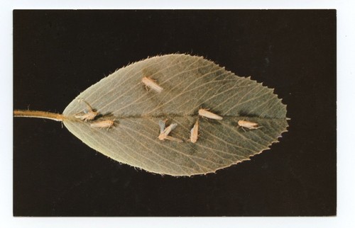 Potato insects sevin - potato,