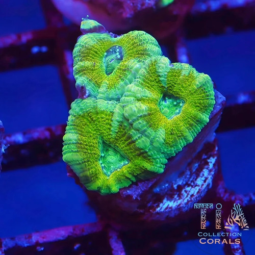 Tia sour apple - sour, not