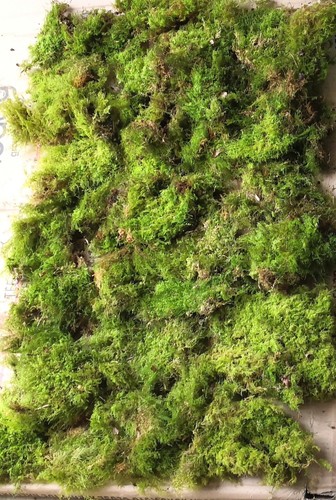 Moss for spring - for, wreaths