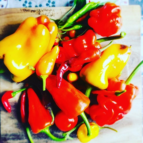 100 mixed chilli seeds - mixed,