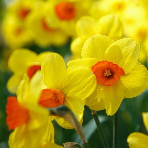 Daffodil jonquilla martinette - daffodil,
