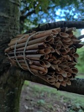 Solitary Bee Reed Bundle 100 pcs tubes