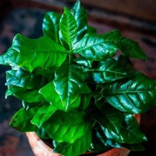 Arabian Coffee Plant seeds x 5