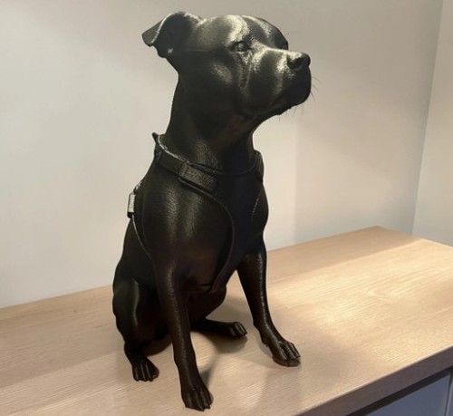 Lovely staffordshire bull - lovely,