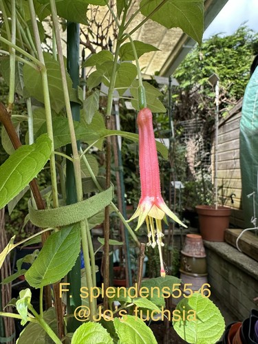 Fuchsia splendens plant - fuchsia,