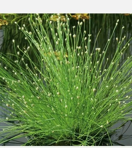 ⭐⭐⭐Scirpus cernuus