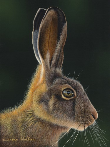 Original hare painting - hare, on