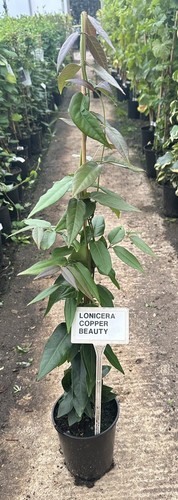 Lonicera henryi copper - lonicera, 'copper
