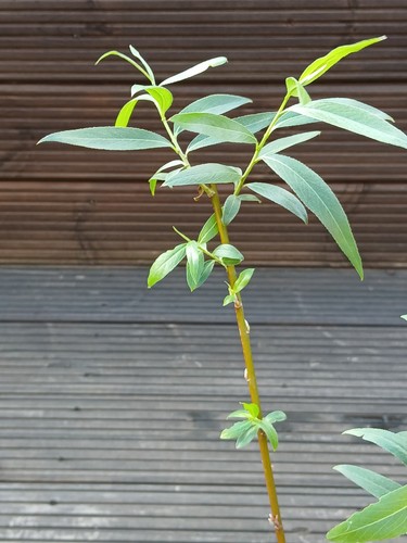 Willow plants pack 45cm - 3,