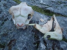 taxidermy REAL SHEEP SKULL  & jaw bone & teeth