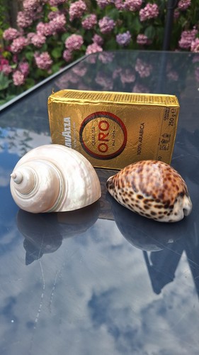 Vintage real seashell - seashell, bundle