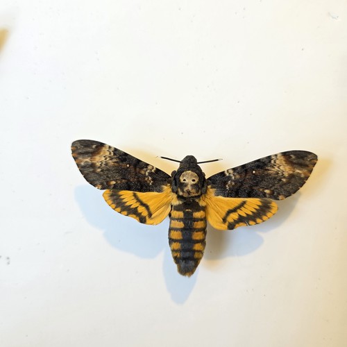 Acherontia atropos death head - acherontia,