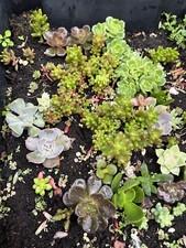 10x Assorted Unrooted Succulent Leaf Cuttings For Propagation 10x Varieties