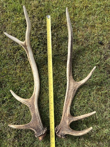 Red deer antlers pair approx - deer, pair,