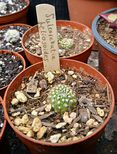Sulcorebutia heliosoides