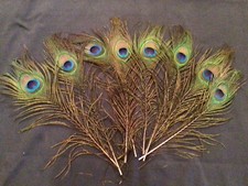 8 natural 13 inch peacock feathers, suitable for DIY, parties and celebrations