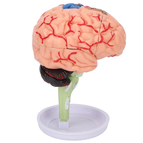 Anatomical brain model - anatomical,