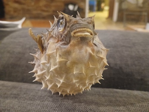 Vintage puffer fish - puffer, taxidermy