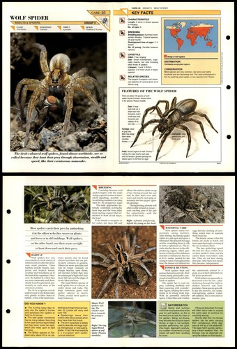 Wolf spider insects - spider,