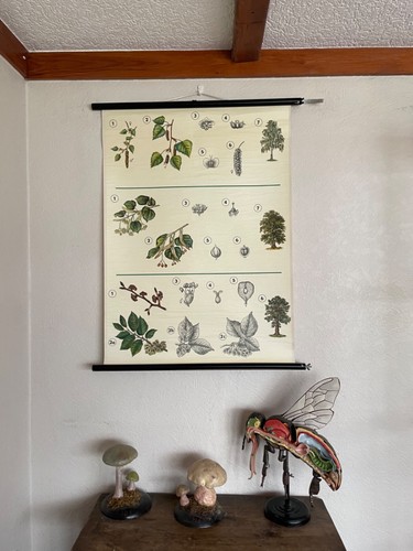 Vintage school chart trees - vintage, of