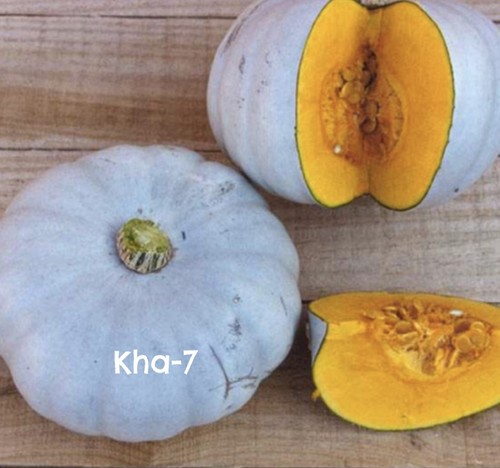 Winter squash crown prince - f1,