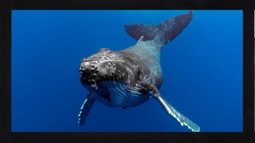 Humpback whale ocean - humpback, bar