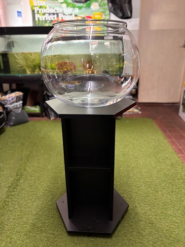 Extra large giant acrylic fish - acrylic,