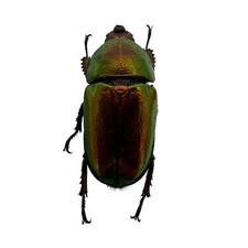 Saw tooth green stag beetle - saw,