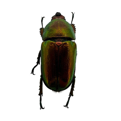 Saw tooth green stag - stag, beetle