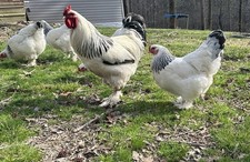 6 + 3 Pure Light Brahma