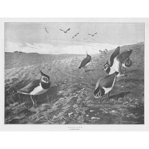 Archibald thorburn lapwings - archibald,